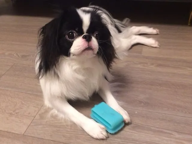ペットとフローリング