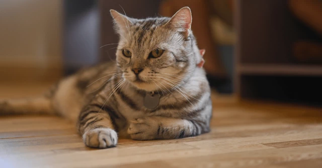 フローリングでくつろぐ猫