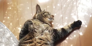 ペットが「そそう」をしてしまった時の掃除方法は？