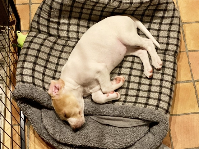 ベッドで横になる犬