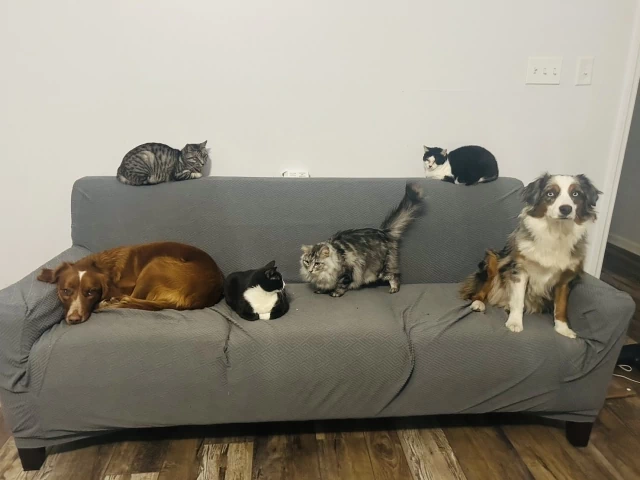 犬と猫の多頭飼い