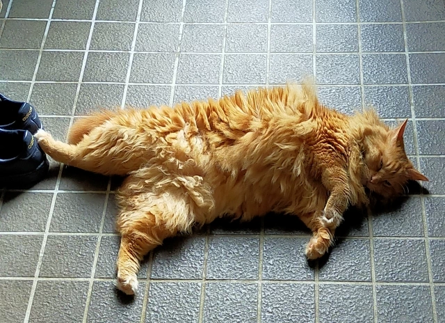 玄関でくつろぐ猫