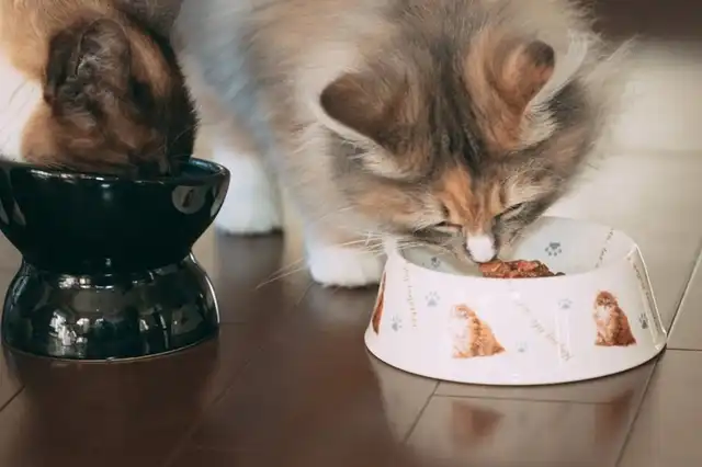 フローリングで餌を食べる猫