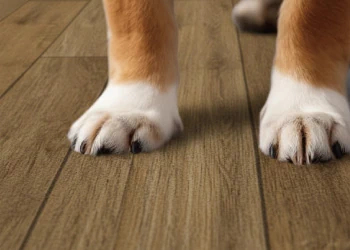 犬の肉球とカーペット