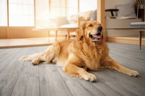 ロボフロアーでくつろぐ犬