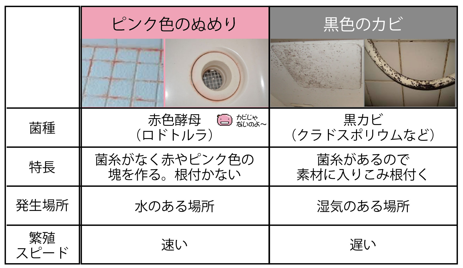 赤カビはカビじゃない お家いろいろブログ